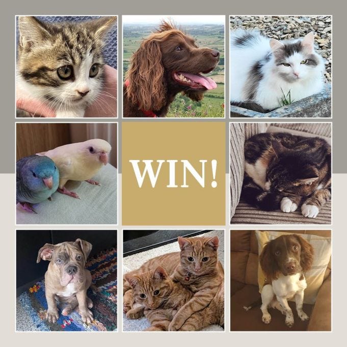 Win a Pets at Home gift voucher