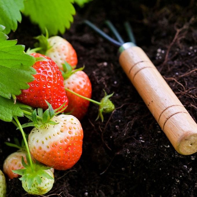 How to create a strawberry planter