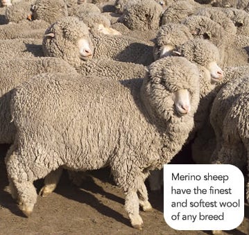 Full wool Merino sheep
