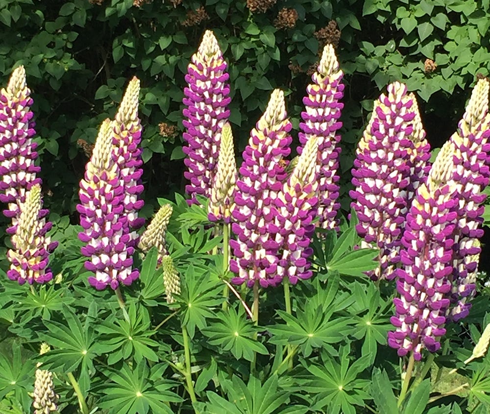 Lupins