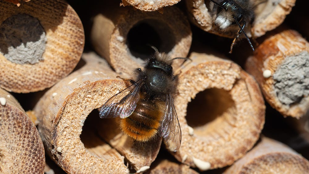 bee hotel