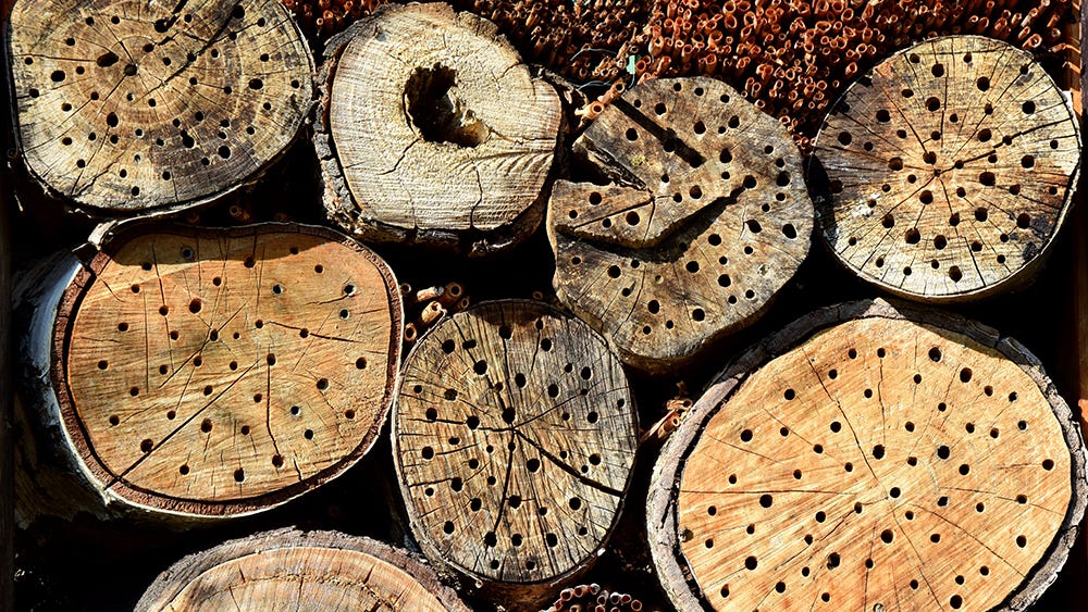 bee hotel