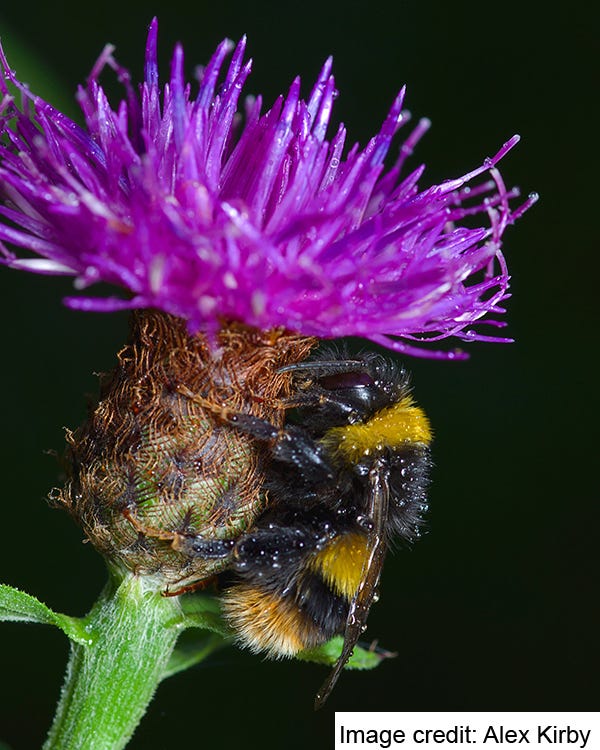 Buff-tailed Queen (Bombus terrestris). Taking Shelter. Image credit: Alex Kirby