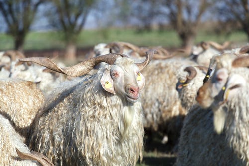 A herd of Mohair goats