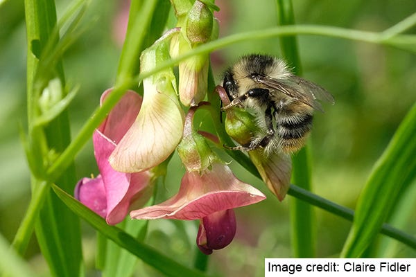 Shrill carder bee. Image credit: Claire Fidler