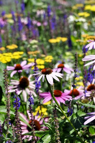 Bee Friendly Flowers