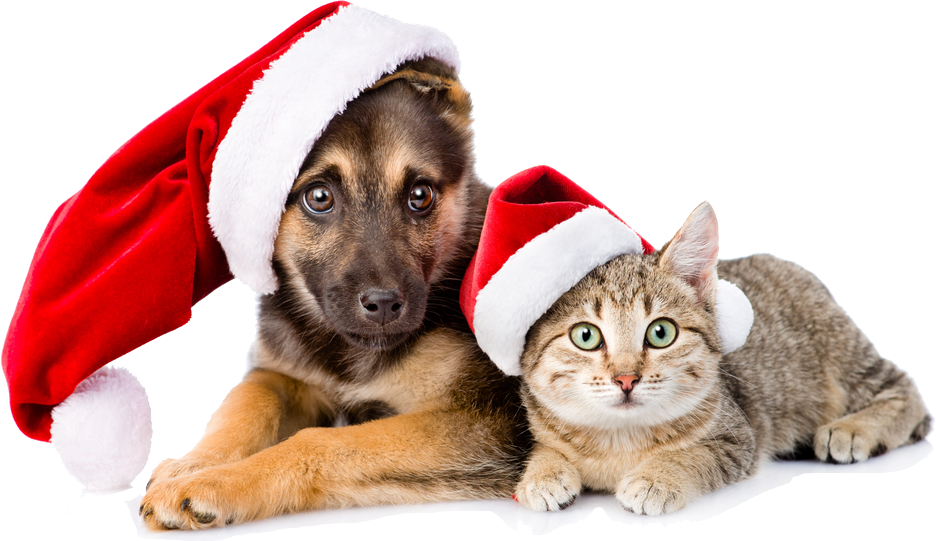 Christmas advice for pets | Cosyfeet