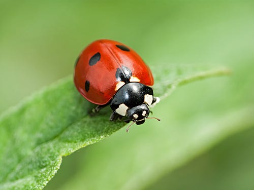 Ladybird