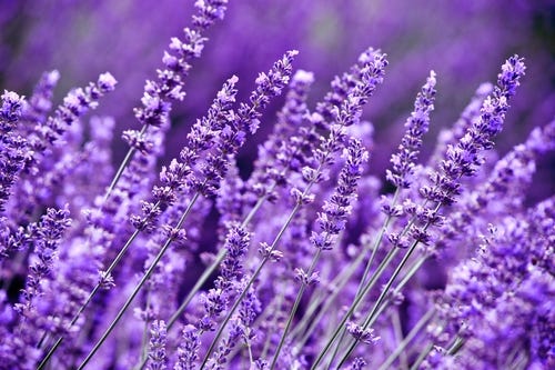 Lavender