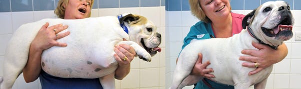 Daisy the Bulldog - winner of the 2014 weight loss challenge 