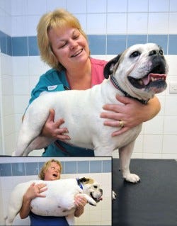 PDSA crowns ‘Lazy Daisy’ pet slimmer of the year