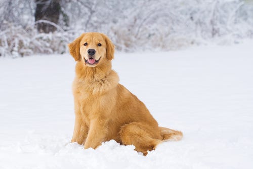 Winter pet care tips