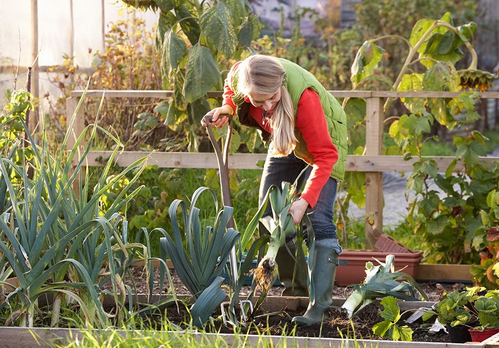 Allotment