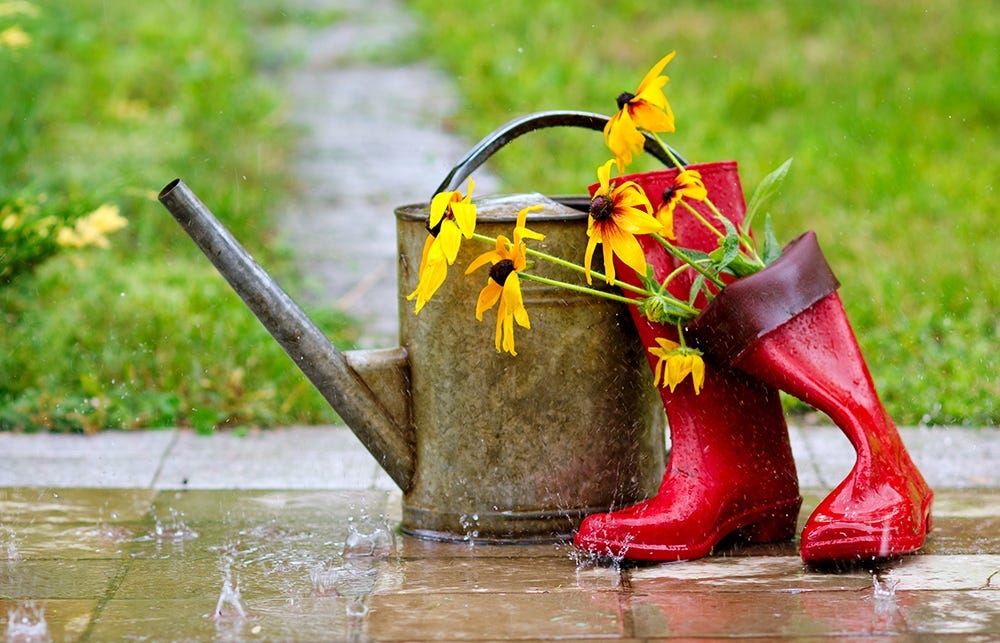 Rain in the garden