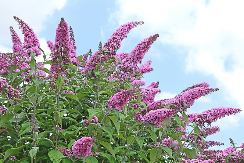 Buddleia