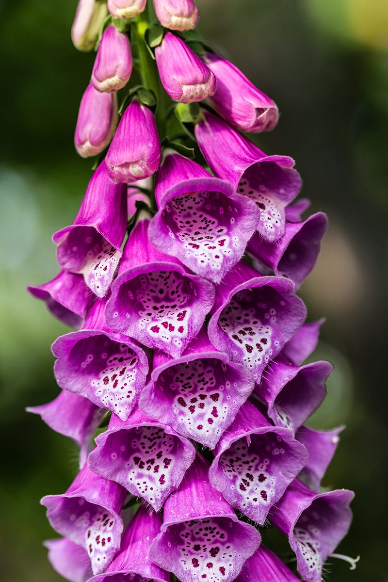 Foxglove