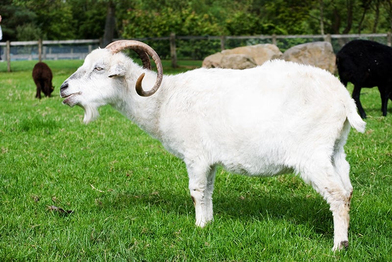 Angora Goat