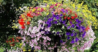 Hanging Basket