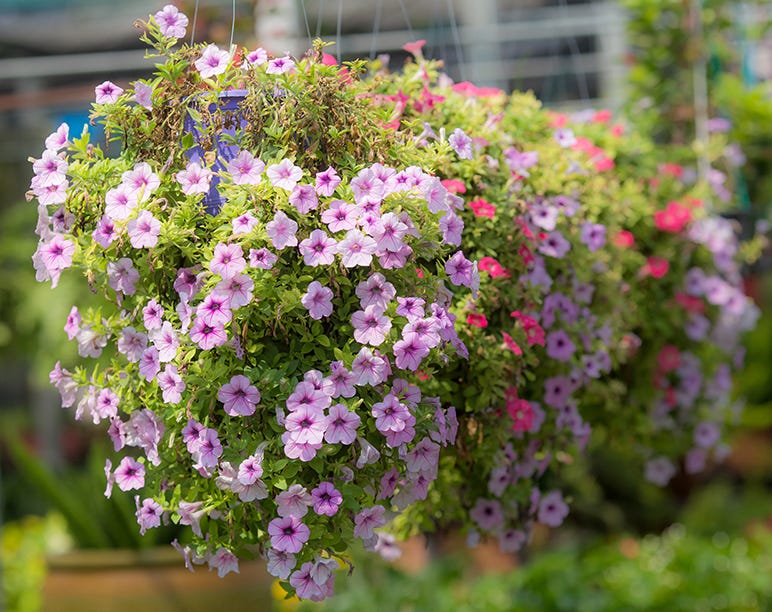 Hanging Basket