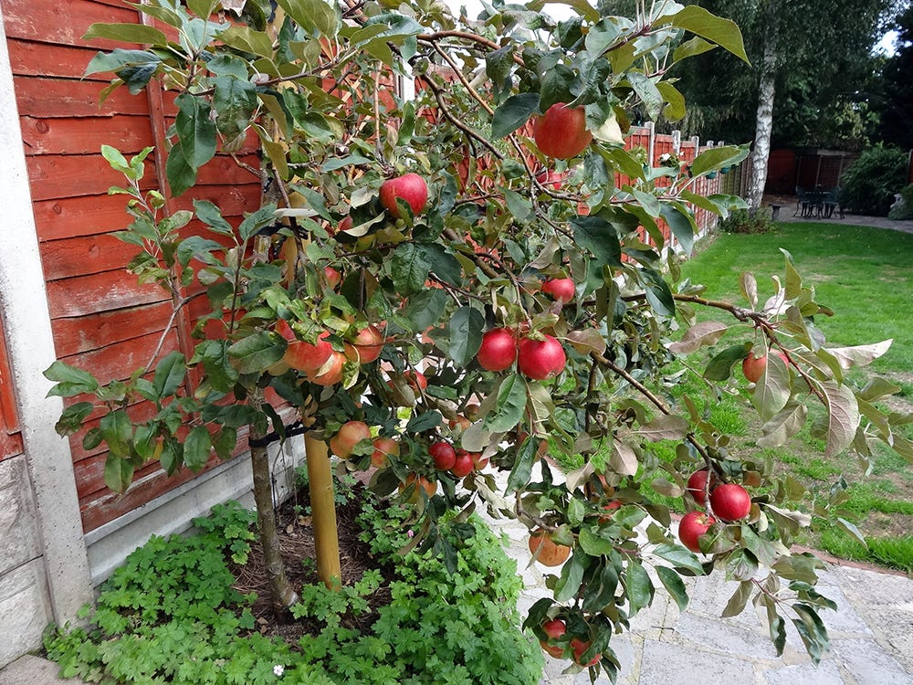 Scrumptious apple tree