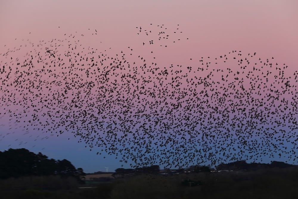 Murmuration