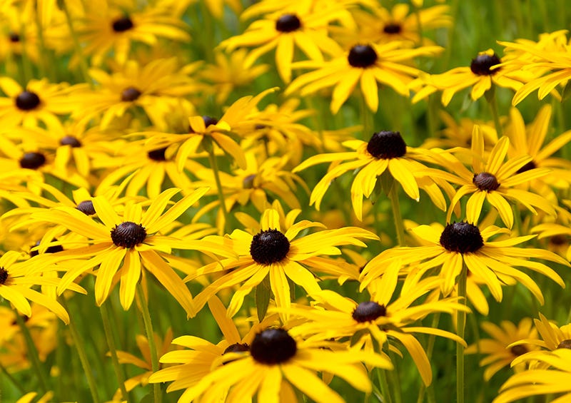 Rudbeckias