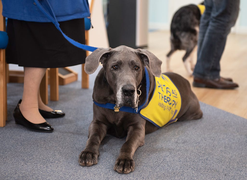 Blue Great Dane, Leyan