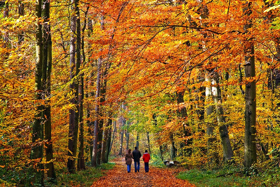 People walking through autumn trees