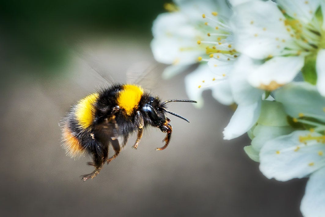 Bumble bee in garden