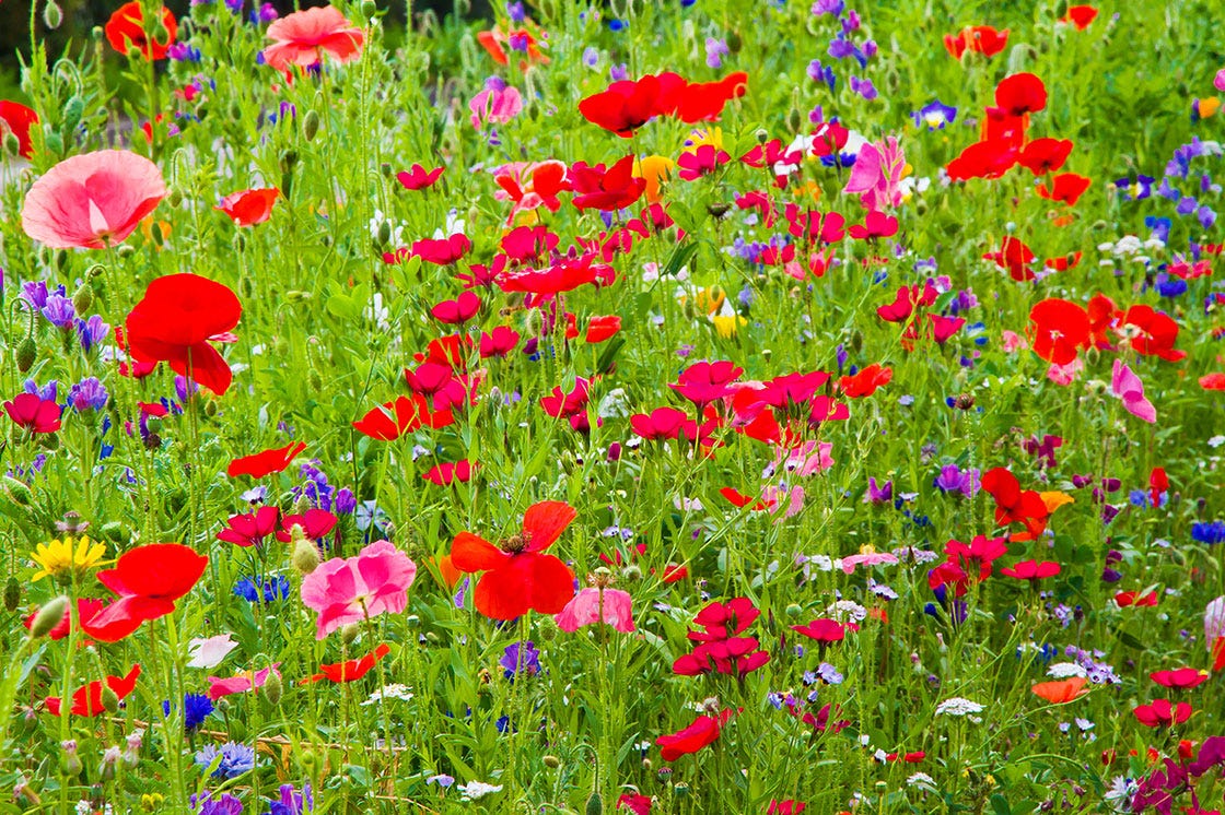 Bee friendly meadow