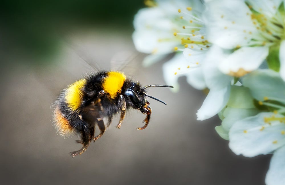 Flying bumblebee in spring on fruit tree blossom