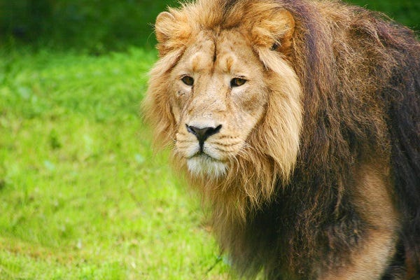 Lion at Chester Zoo