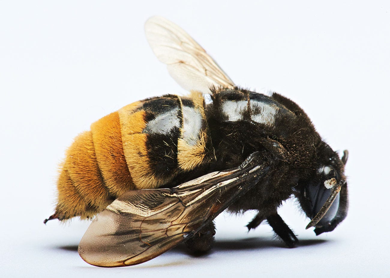 Close up of bumble bee