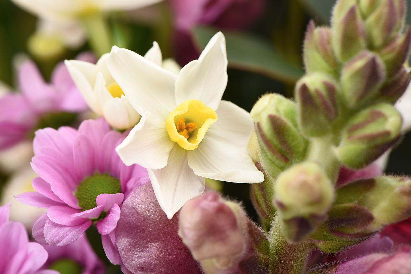 Close up of spring flowers