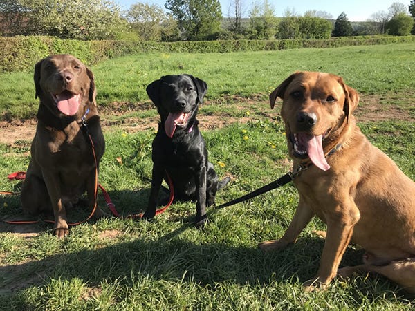 Enjoying a sunny walk