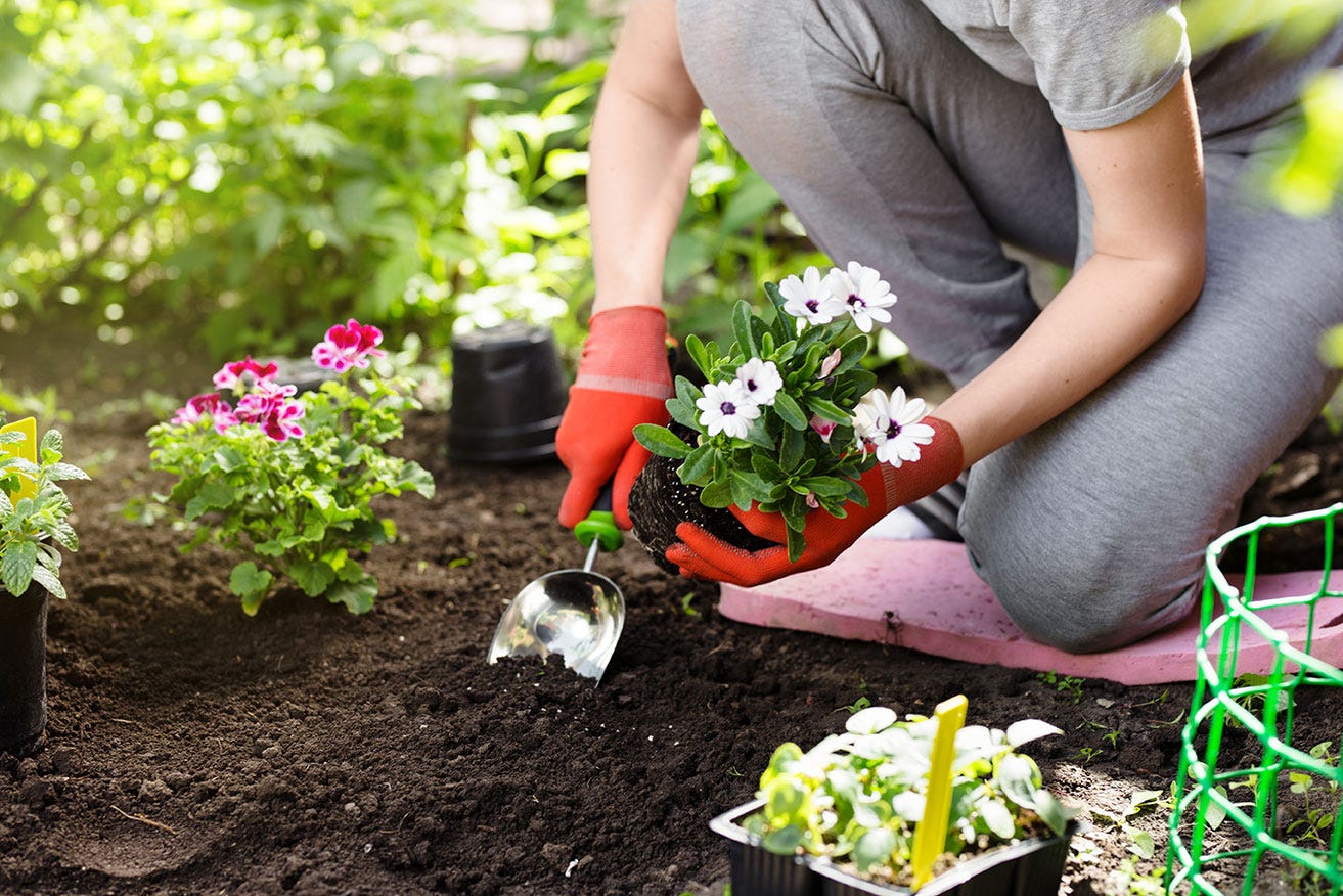 Planting flowers in a garden