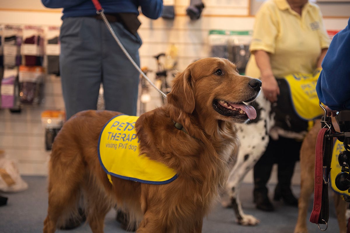 Golden Retriever, Kelvin