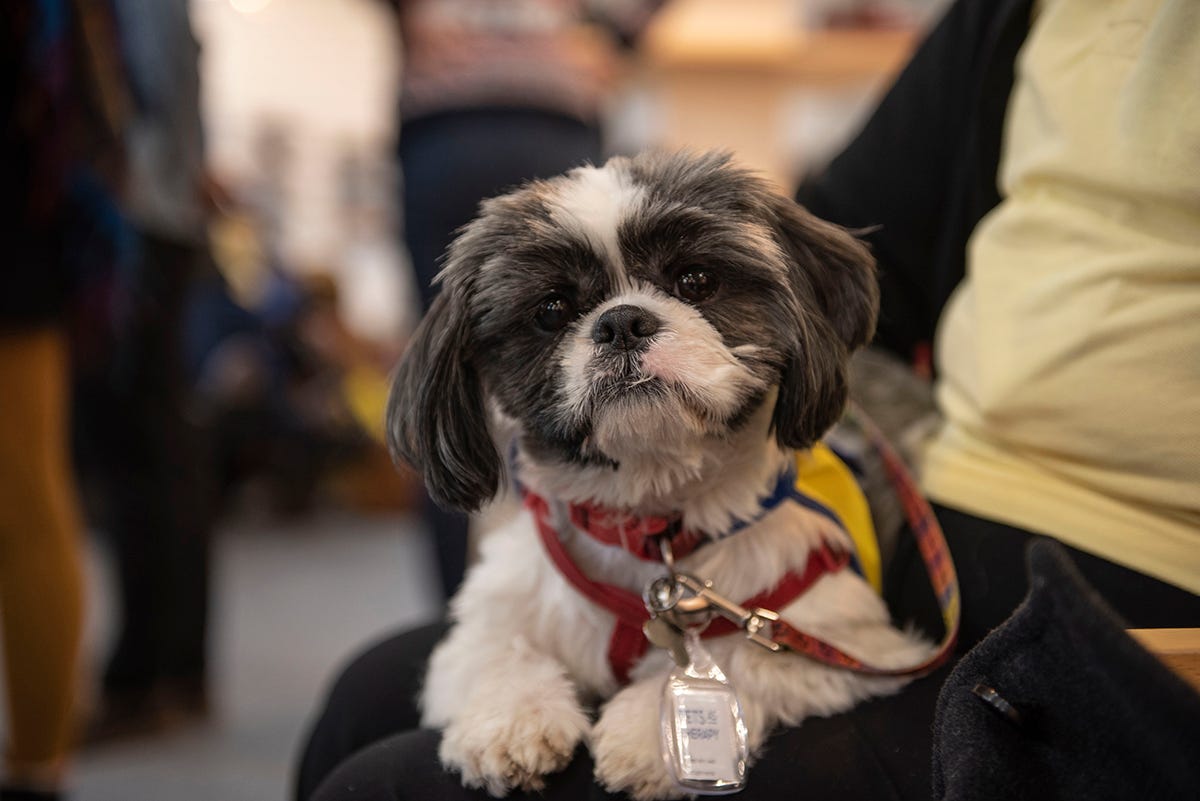 Shih Tzu, Buddy