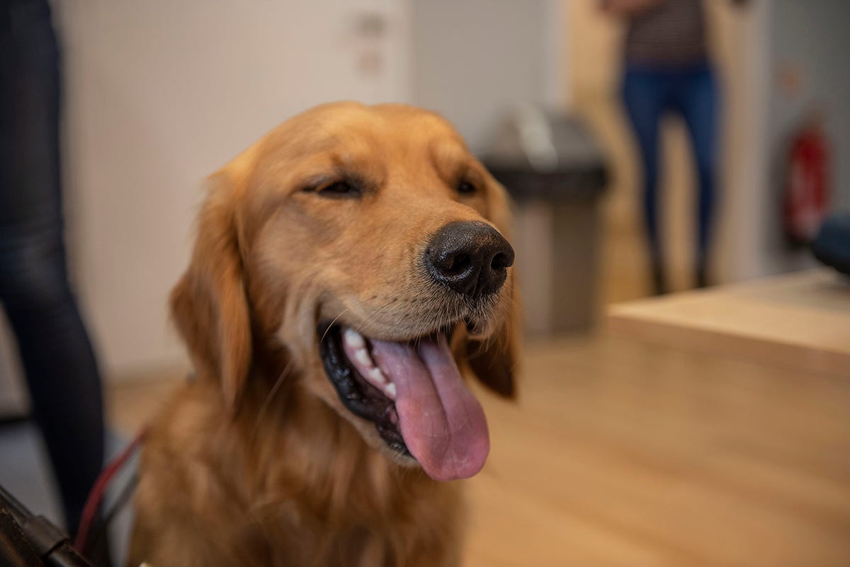 Golden Retriever, Oslo