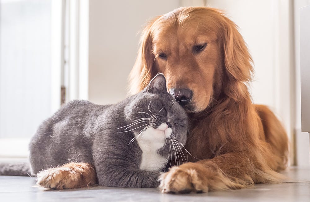 Cat and Golden Retriever