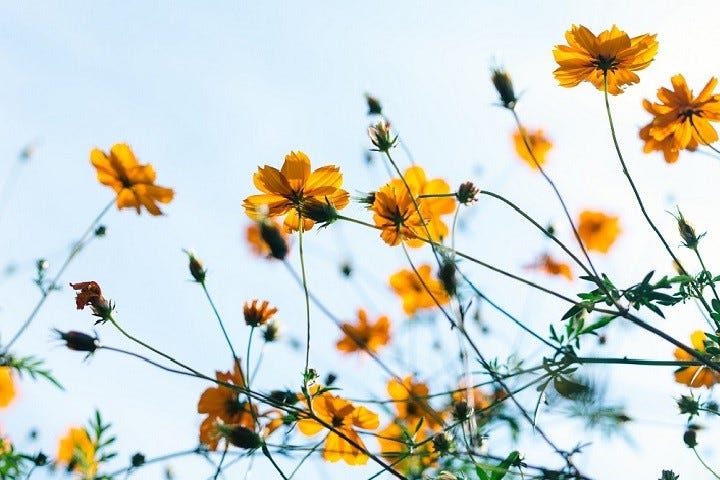Spring Flowers