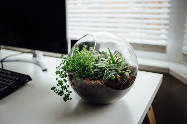 Terrarium glass container containing plants and soil