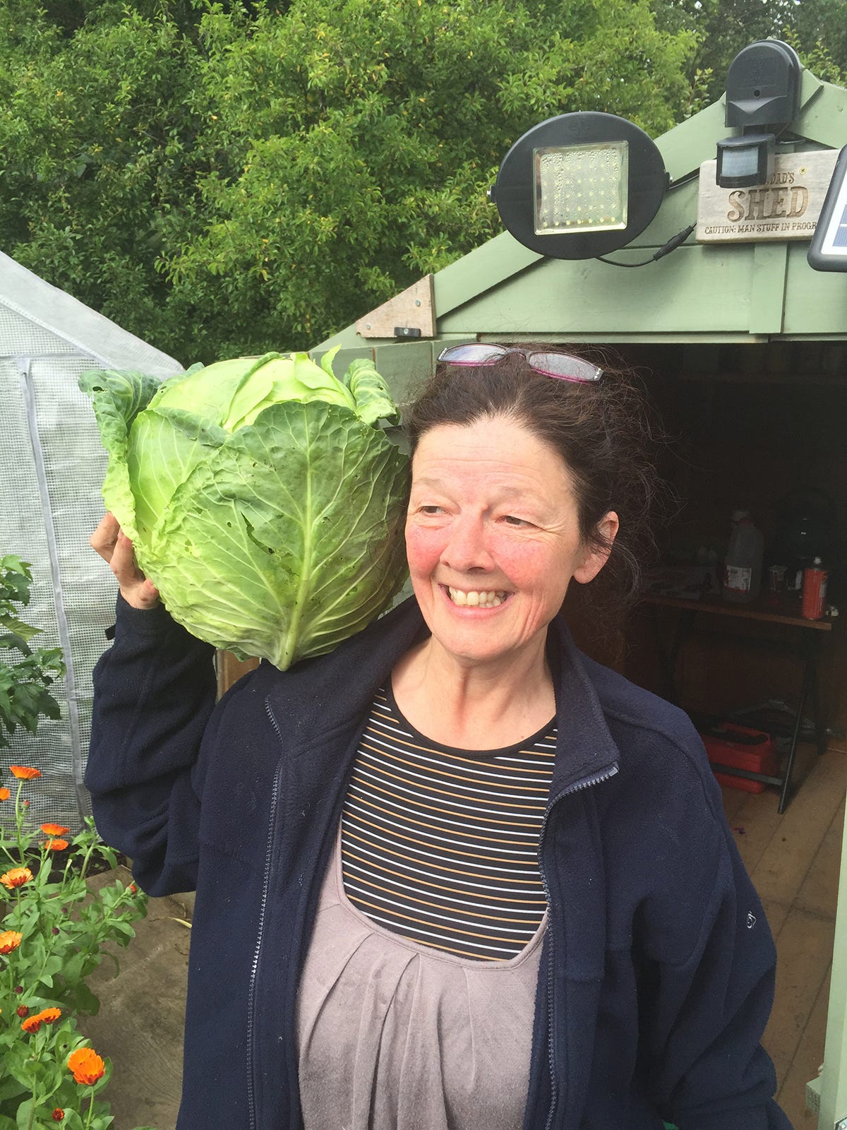 Homegrown cabbage at allotment