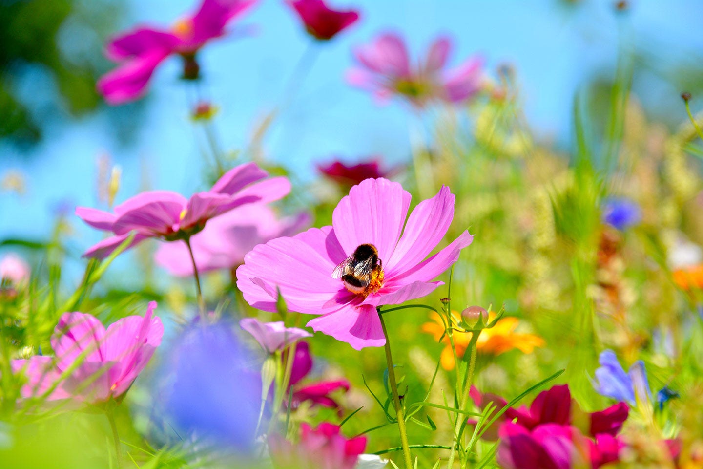 Bumble bee wild flowers