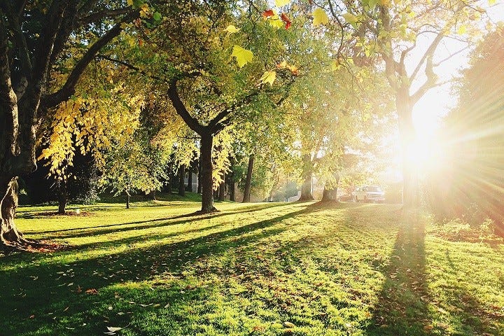 Windsor Great Park