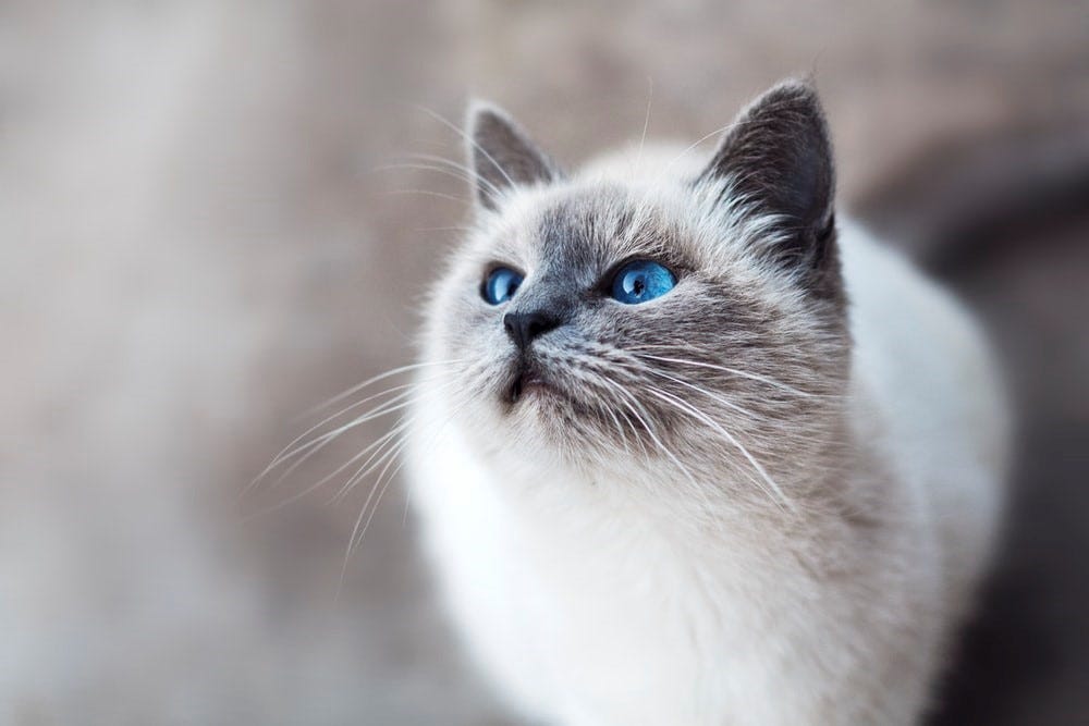 A white cat with blue eyes