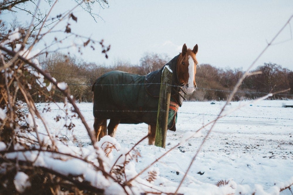 A horse outside in the snow