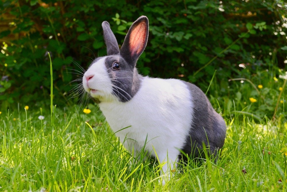 A white and grey rabbit on the grass