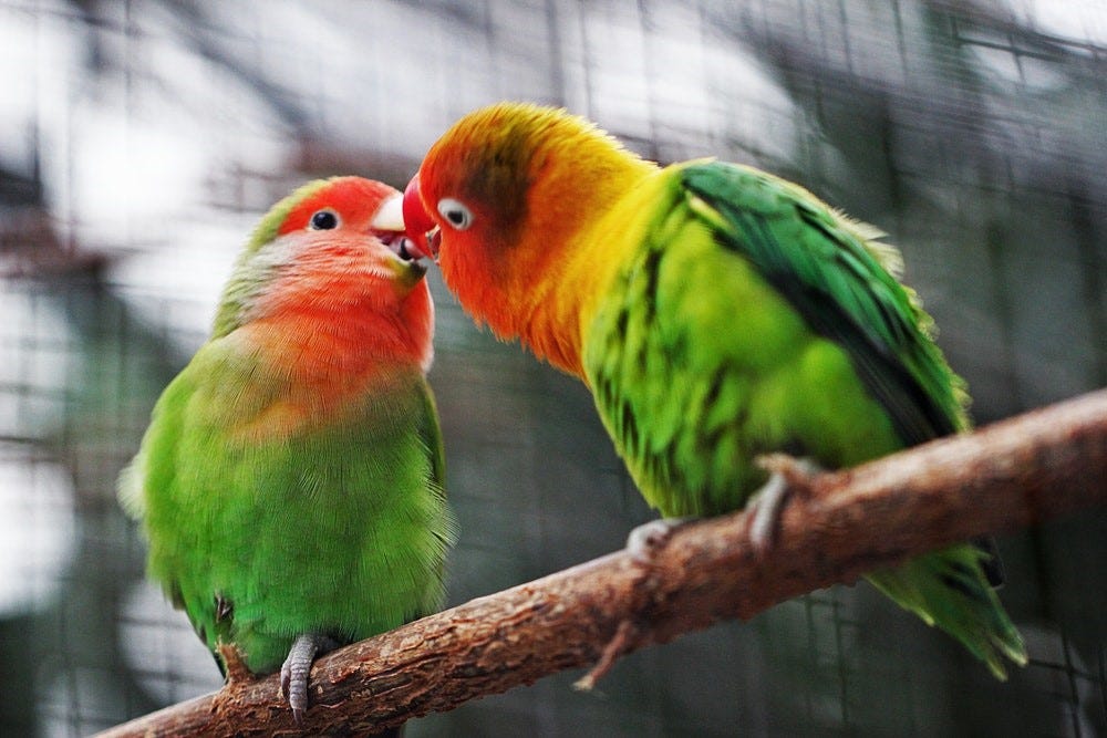 Two birds playing on a branch